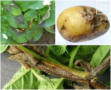 Способы заражения картофеля фитофторой